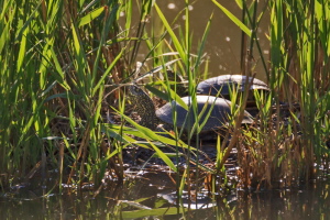 Sumpfschildkröte