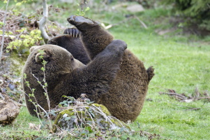 Braunbär