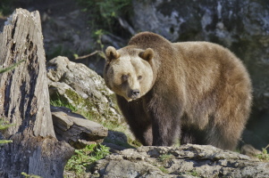 Braunbär