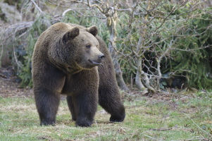 Braunbär