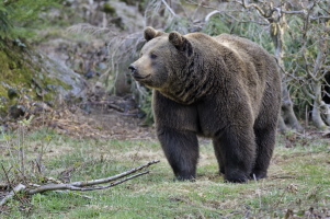 Braunbär