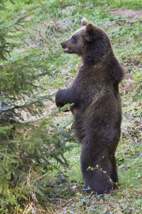 Braunbär