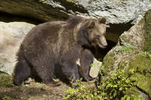 Braunbär