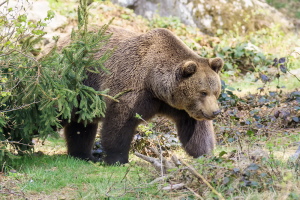 Braunbär