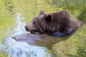 Braunbär