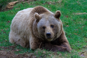 Braunbär