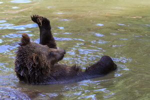 Braunbär