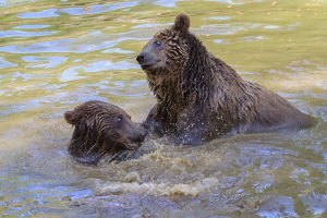 Braunbär