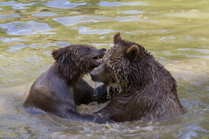 Braunbär