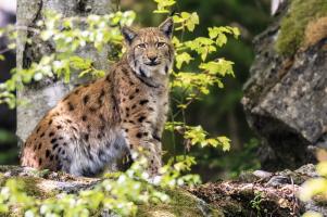 Luchs