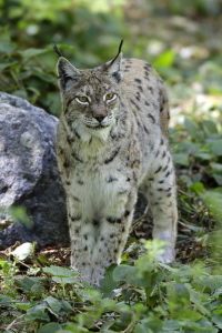 Luchs