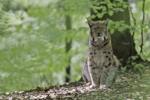 Luchs