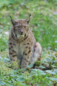 Luchs