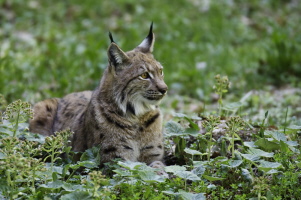 Luchs