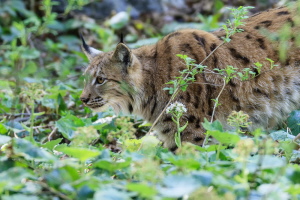 Luchs