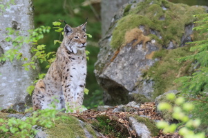 Luchs