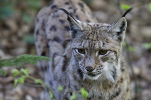 Luchs