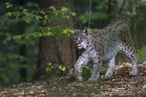 Luchs