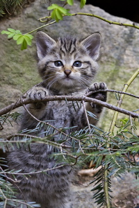 Wildkatze