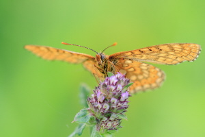 Goldener Scheckenfalter Goldener Scheckenfalter