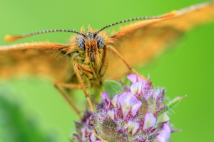Goldener Scheckenfalter Goldener Scheckenfalter