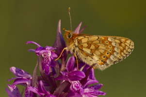 Goldener Scheckenfalter Goldener Scheckenfalter