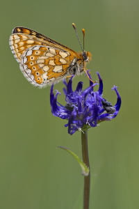 Goldener Scheckenfalter Goldener Scheckenfalter
