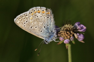 Hauhechel Bläuling Hauhechel Bläuling