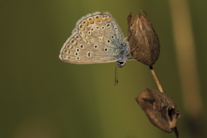 Hauhechel Bläuling Hauhechel Bläuling