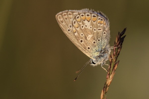 Hauhechel Bläuling Hauhechel Bläuling