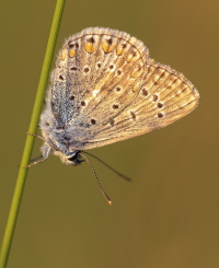 Hauhechel Bläuling Hauhechel Bläuling