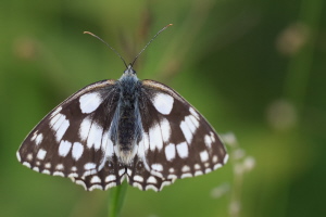 Schachbrettfalter Schachbrettfalter