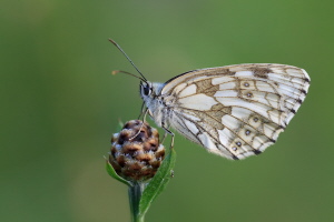 Schachbrettfalter Schachbrettfalter