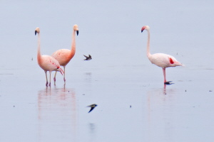 Chileflamingo