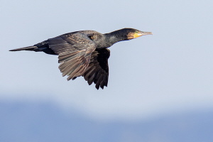 Kormoran