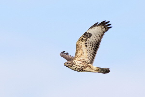 Mäusebussard