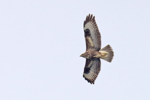 Mäusebussard