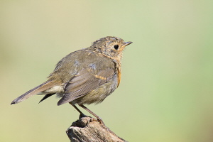 Rotkehlchen