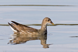 Teichhuhn