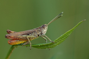 Buntbäuchiger Grashüpfer