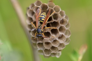 Gallische Feldwespe