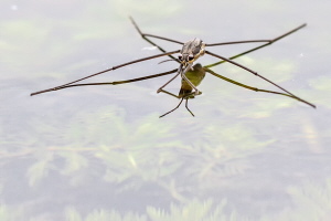 Wasserläufer