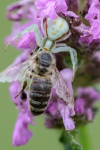 Krabbenspinne