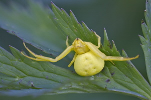 Krabbenspinne