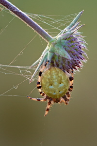 Vierfleck Kreuzspinne