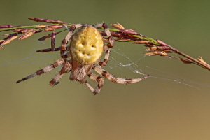 Vierfleck Kreuzspinne