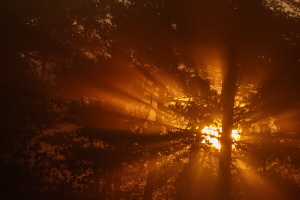 Licht